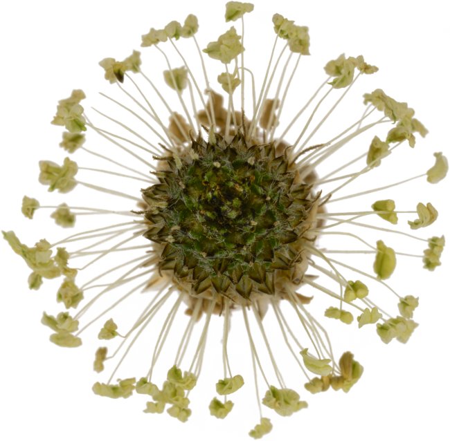 Hans-Christian Schink: #25 Spitzwegerich, Pigmentprint auf Hahnemühle Bütten, gerahmt mit Museumsglas, Ed. 5 + 2 AP Format 75 x 65 cm, 5000 Euro