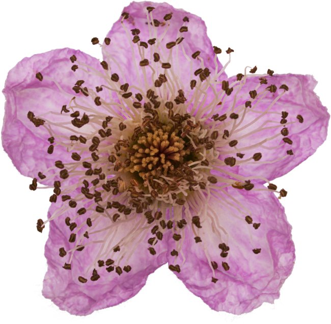 Hans-Christian Schink: #26 Brombeere, Pigmentprint auf Hahnemühle Bütten, gerahmt mit Museumsglas, Ed. 5 + 2 AP Format 75 x 65 cm, 5000 Euro