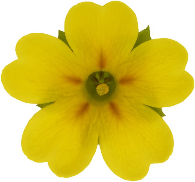 Hans-Christian Schink: #27 echte Schlüsselblume, Pigmentprint auf Hahnemühle Bütten, gerahmt mit Museumsglas, Ed. 5 + 2 AP Format 75 x 65 cm, 5000 Euro