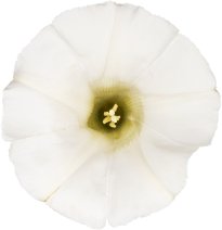 Hans-Christian Schink: #28 echte Zaunwinde, Pigmentprint auf Hahnemühle Bütten, gerahmt mit Museumsglas, Ed. 5 + 2 AP Format 75 x 65 cm, 5000 Euro