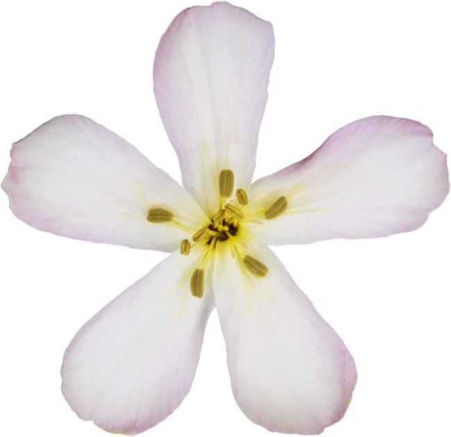 Hans-Christian Schink: #29 echtes Seifenkraut, Pigmentprint auf Hahnemühle Bütten, gerahmt mit Museumsglas, Ed. 5 + 2 AP Format 75 x 65 cm, 5000 Euro