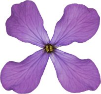 Hans-Christian Schink: #30 einjähriges Silberblatt, Pigmentprint auf Hahnemühle Bütten, gerahmt mit Museumsglas, Ed. 5 + 2 AP Format 75 x 65 cm, 5000 Euro