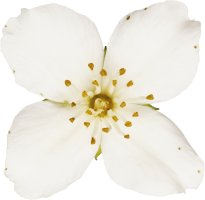 Hans-Christian Schink: #31 europäischer Pfeifenstrauch, Pigmentprint auf Hahnemühle Bütten, gerahmt mit Museumsglas, Ed. 5 + 2 AP Format 75 x 65 cm, 5000 Euro