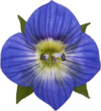 Hans-Christian Schink: #32 Feldehrenpreis, Pigmentprint auf Hahnemühle Bütten, gerahmt mit Museumsglas, Ed. 5 + 2 AP Format 75 x 65 cm, 5000 Euro