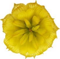 Hans-Christian Schink: #33 Feldklee, Pigmentprint auf Hahnemühle Bütten, gerahmt mit Museumsglas, Ed. 5 + 2 AP Format 75 x 65 cm, 5000 Euro