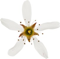 Hans-Christian Schink: #34 Felsenbirne, Pigmentprint auf Hahnemühle Bütten, gerahmt mit Museumsglas, Ed. 5 + 2 AP Format 75 x 65 cm, 5000 Euro