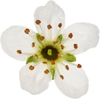 Hans-Christian Schink: #35 Felsenkirsche, Pigmentprint auf Hahnemühle Bütten, gerahmt mit Museumsglas, Ed. 5 + 2 AP Format 75 x 65 cm, 5000 Euro