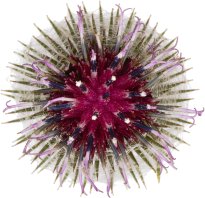 Hans-Christian Schink: #37 Filzklette, Pigmentprint auf Hahnemühle Bütten, gerahmt mit Museumsglas, Ed. 5 + 2 AP Format 75 x 65 cm, 5000 Euro