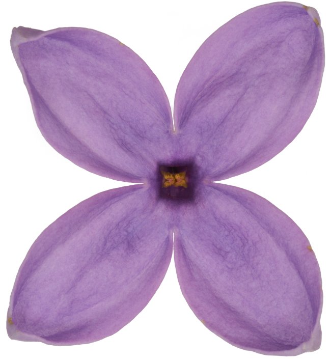 Hans-Christian Schink: #38 Flieder, Pigmentprint auf Hahnemühle Bütten, gerahmt mit Museumsglas, Ed. 5 + 2 AP Format 75 x 65 cm, 5000 Euro