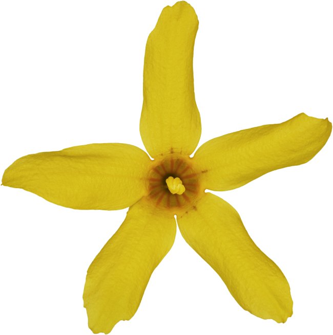 Hans-Christian Schink: #39 Forsythie, Pigmentprint auf Hahnemühle Bütten, gerahmt mit Museumsglas, Ed. 5 + 2 AP Format 75 x 65 cm, 5000 Euro