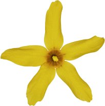 Hans-Christian Schink: #39 Forsythie, Pigmentprint auf Hahnemühle Bütten, gerahmt mit Museumsglas, Ed. 5 + 2 AP Format 75 x 65 cm, 5000 Euro