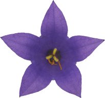 Hans-Christian Schink: #3 Acker Glockenblume, Pigmentprint auf Hahnemühle Bütten, gerahmt mit Museumsglas, Ed. 5 + 2 AP Format 75 x 65 cm, 5000 Euro