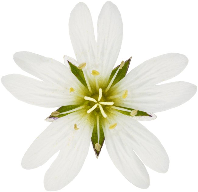 Hans-Christian Schink: #4 Acker Hornkraut, Pigmentprint auf Hahnemühle Bütten, gerahmt mit Museumsglas, Ed. 5 + 2 AP Format 75 x 65 cm, 5000 Euro