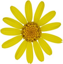 Hans-Christian Schink: #40 Frühlings Greiskraut, Pigmentprint auf Hahnemühle Bütten, gerahmt mit Museumsglas, Ed. 5 + 2 AP Format 75 x 65 cm, 5000 Euro