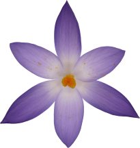 Hans-Christian Schink: #41 Frühlingskrokus, Pigmentprint auf Hahnemühle Bütten, gerahmt mit Museumsglas, Ed. 5 + 2 AP Format 75 x 65 cm, 5000 Euro