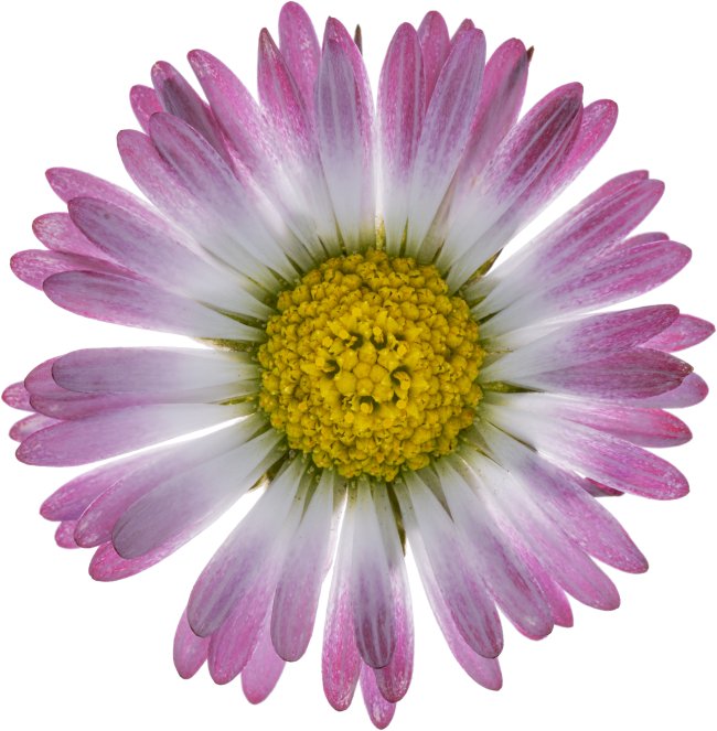 Hans-Christian Schink: #43 Gänseblümchen, Pigmentprint auf Hahnemühle Bütten, gerahmt mit Museumsglas, Ed. 5 + 2 AP Format 75 x 65 cm, 5000 Euro