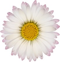 Hans-Christian Schink: #44 Gänseblümchen, Pigmentprint auf Hahnemühle Bütten, gerahmt mit Museumsglas, Ed. 5 + 2 AP Format 75 x 65 cm, 5000 Euro