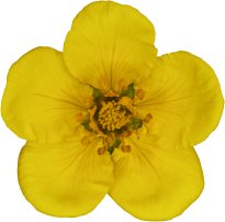 Hans-Christian Schink: #45 Gänsefingerkraut, Pigmentprint auf Hahnemühle Bütten, gerahmt mit Museumsglas, Ed. 5 + 2 AP Format 75 x 65 cm, 5000 Euro