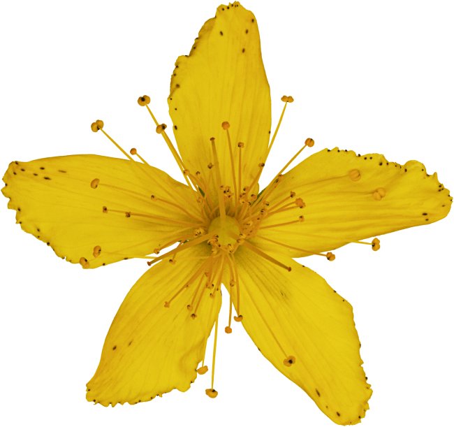 Hans-Christian Schink: #46 geflecktes Johanniskraut, Pigmentprint auf Hahnemühle Bütten, gerahmt mit Museumsglas, Ed. 5 + 2 AP Format 75 x 65 cm, 5000 Euro