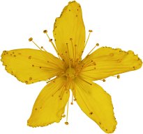 Hans-Christian Schink: #46 geflecktes Johanniskraut, Pigmentprint auf Hahnemühle Bütten, gerahmt mit Museumsglas, Ed. 5 + 2 AP Format 75 x 65 cm, 5000 Euro