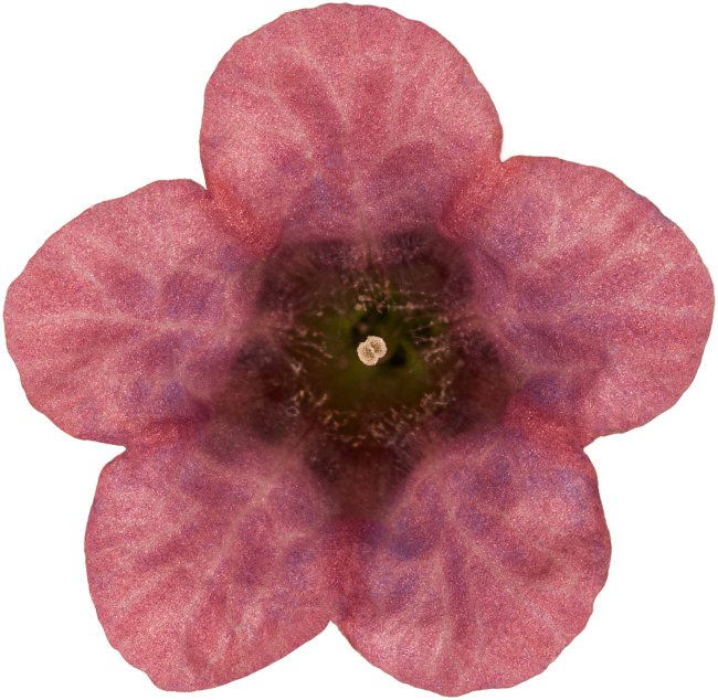 Hans-Christian Schink: #47 geflecktes Lungenkraut, Pigmentprint auf Hahnemühle Bütten, gerahmt mit Museumsglas, Ed. 5 + 2 AP Format 75 x 65 cm, 5000 Euro