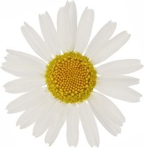 Hans-Christian Schink: #48 geruchlose Kamille, Pigmentprint auf Hahnemühle Bütten, gerahmt mit Museumsglas, Ed. 5 + 2 AP Format 75 x 65 cm, 5000 Euro