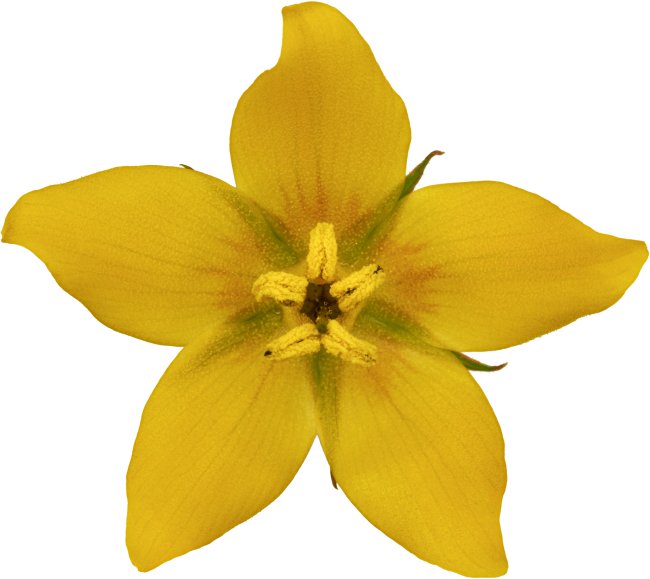 Hans-Christian Schink: #49 Gilbweiderich, Pigmentprint auf Hahnemühle Bütten, gerahmt mit Museumsglas, Ed. 5 + 2 AP Format 75 x 65 cm, 5000 Euro