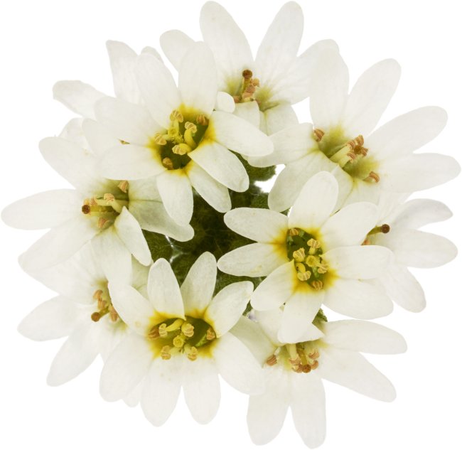 Hans-Christian Schink: #50 Graukresse, Pigmentprint auf Hahnemühle Bütten, gerahmt mit Museumsglas, Ed. 5 + 2 AP Format 75 x 65 cm, 5000 Euro