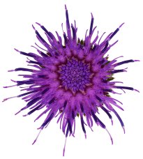 Hans-Christian Schink: #51 Krause Distel, Pigmentprint auf Hahnemühle Bütten, gerahmt mit Museumsglas, Ed. 5 + 2 AP Format 75 x 65 cm, 5000 Euro