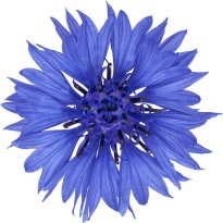 Hans-Christian Schink: #52 Kornblume, Pigmentprint auf Hahnemühle Bütten, gerahmt mit Museumsglas, Ed. 5 + 2 AP Format 75 x 65 cm, 5000 Euro