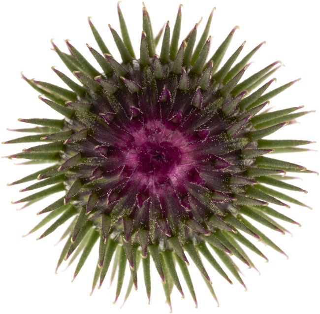 Hans-Christian Schink: #53 große Klette, Pigmentprint auf Hahnemühle Bütten, gerahmt mit Museumsglas, Ed. 5 + 2 AP Format 75 x 65 cm, 5000 Euro