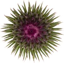 Hans-Christian Schink: #53 große Klette, Pigmentprint auf Hahnemühle Bütten, gerahmt mit Museumsglas, Ed. 5 + 2 AP Format 75 x 65 cm, 5000 Euro