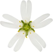 Hans-Christian Schink: #54 große Sternmiere, Pigmentprint auf Hahnemühle Bütten, gerahmt mit Museumsglas, Ed. 5 + 2 AP Format 75 x 65 cm, 5000 Euro