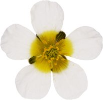 Hans-Christian Schink: #55 Haar Wasserhahnenfuß, Pigmentprint auf Hahnemühle Bütten, gerahmt mit Museumsglas, Ed. 5 + 2 AP Format 75 x 65 cm, 5000 Euro