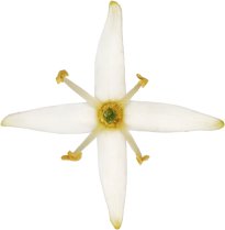 Hans-Christian Schink: #56 Hartriegel, Pigmentprint auf Hahnemühle Bütten, gerahmt mit Museumsglas, Ed. 5 + 2 AP Format 75 x 65 cm, 5000 Euro