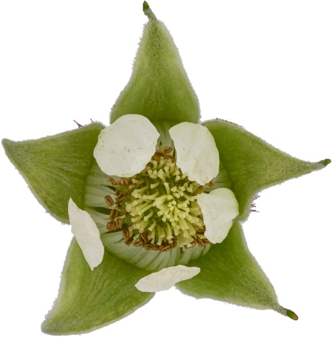 Hans-Christian Schink: #57 Himbeere, Pigmentprint auf Hahnemühle Bütten, gerahmt mit Museumsglas, Ed. 5 + 2 AP Format 75 x 65 cm, 5000 Euro