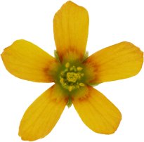 Hans-Christian Schink: #58 Horn Sauerklee, Pigmentprint auf Hahnemühle Bütten, gerahmt mit Museumsglas, Ed. 5 + 2 AP Format 75 x 65 cm, 5000 Euro