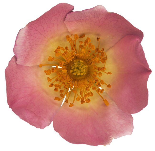 Hans-Christian Schink: #59 Hundsrose, Pigmentprint auf Hahnemühle Bütten, gerahmt mit Museumsglas, Ed. 5 + 2 AP Format 75 x 65 cm, 5000 Euro