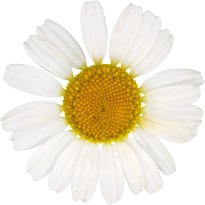 Hans-Christian Schink: #5 Acker Hundskamille, Pigmentprint auf Hahnemühle Bütten, gerahmt mit Museumsglas, Ed. 5 + 2 AP Format 75 x 65 cm, 5000 Euro