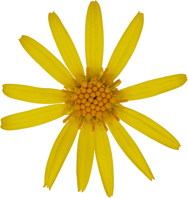 Hans-Christian Schink: #60 Jakobs Greiskraut, Pigmentprint auf Hahnemühle Bütten, gerahmt mit Museumsglas, Ed. 5 + 2 AP Format 75 x 65 cm, 5000 Euro