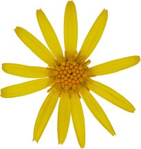 Hans-Christian Schink: #60 Jakobs Greiskraut, Pigmentprint auf Hahnemühle Bütten, gerahmt mit Museumsglas, Ed. 5 + 2 AP Format 75 x 65 cm, 5000 Euro