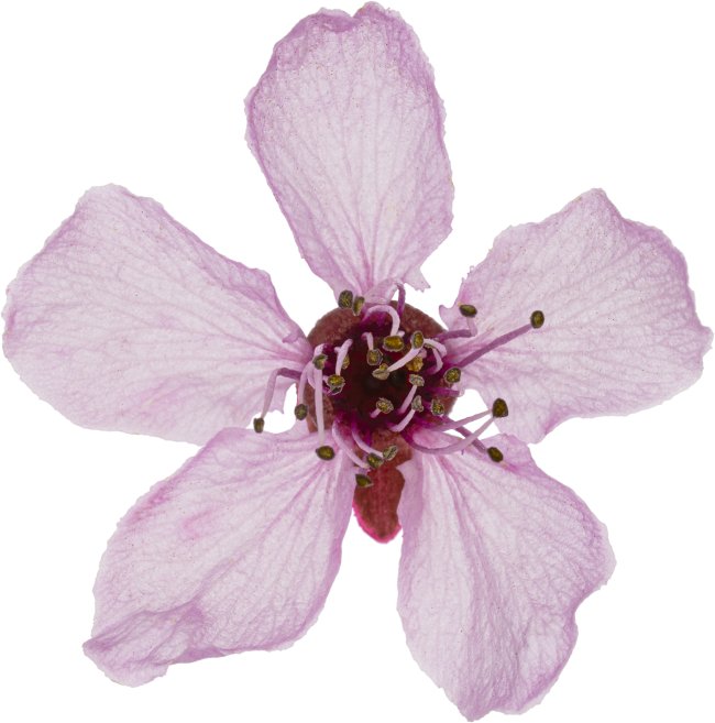 Hans-Christian Schink: #61 Kirschpflaume, Pigmentprint auf Hahnemühle Bütten, gerahmt mit Museumsglas, Ed. 5 + 2 AP Format 75 x 65 cm, 5000 Euro