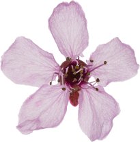 Hans-Christian Schink: #61 Kirschpflaume, Pigmentprint auf Hahnemühle Bütten, gerahmt mit Museumsglas, Ed. 5 + 2 AP Format 75 x 65 cm, 5000 Euro