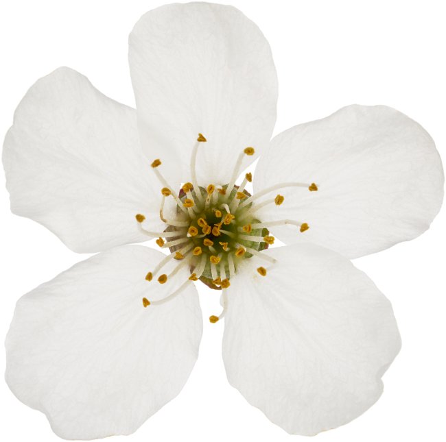 Hans-Christian Schink: #62 Kirschpflaume, Pigmentprint auf Hahnemühle Bütten, gerahmt mit Museumsglas, Ed. 5 + 2 AP Format 75 x 65 cm, 5000 Euro