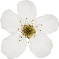 Hans-Christian Schink: #62 Kirschpflaume, Pigmentprint auf Hahnemühle Bütten, gerahmt mit Museumsglas, Ed. 5 + 2 AP Format 75 x 65 cm, 5000 Euro