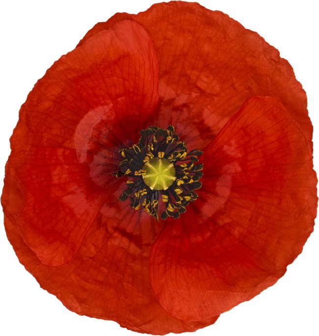 Hans-Christian Schink: #63 Klatschmohn, Pigmentprint auf Hahnemühle Bütten, gerahmt mit Museumsglas, Ed. 5 + 2 AP Format 75 x 65 cm, 5000 Euro