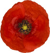 Hans-Christian Schink: #63 Klatschmohn, Pigmentprint auf Hahnemühle Bütten, gerahmt mit Museumsglas, Ed. 5 + 2 AP Format 75 x 65 cm, 5000 Euro