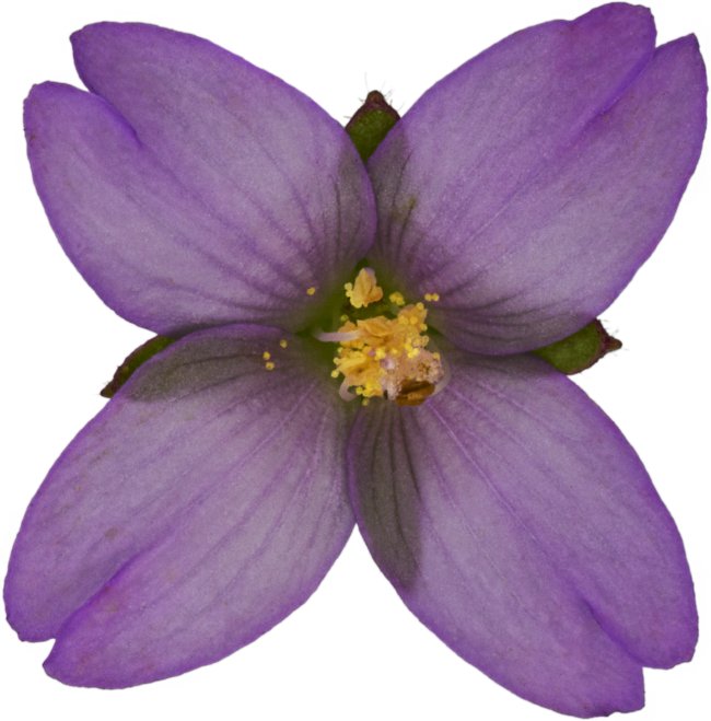 Hans-Christian Schink: #64 kleinblütiges Weidenröschen, Pigmentprint auf Hahnemühle Bütten, gerahmt mit Museumsglas, Ed. 5 + 2 AP Format 75 x 65 cm, 5000 Euro