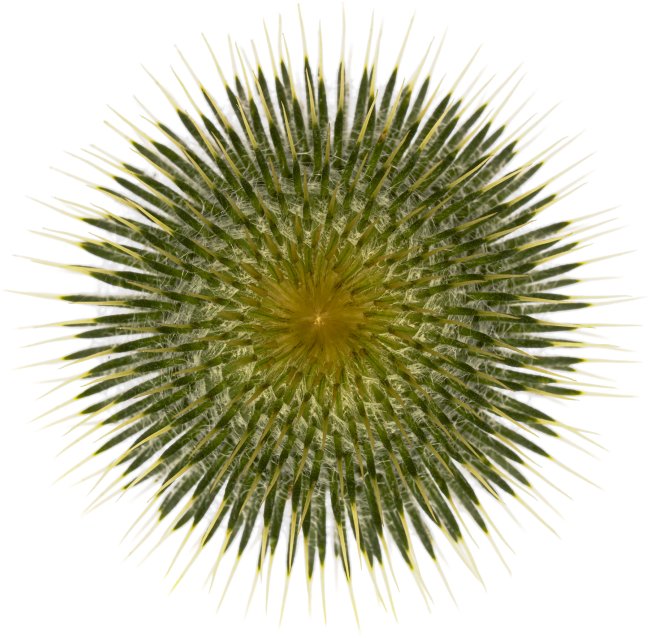 Hans-Christian Schink: #67 Kratzdistel, Pigmentprint auf Hahnemühle Bütten, gerahmt mit Museumsglas, Ed. 5 + 2 AP Format 75 x 65 cm, 5000 Euro