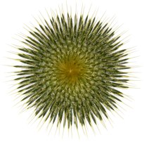 Hans-Christian Schink: #67 Kratzdistel, Pigmentprint auf Hahnemühle Bütten, gerahmt mit Museumsglas, Ed. 5 + 2 AP Format 75 x 65 cm, 5000 Euro